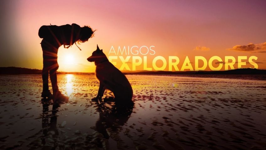 Viajar con mascotas: Guía y tips para trasladarte con tu mejor amigo y gozar su compañía