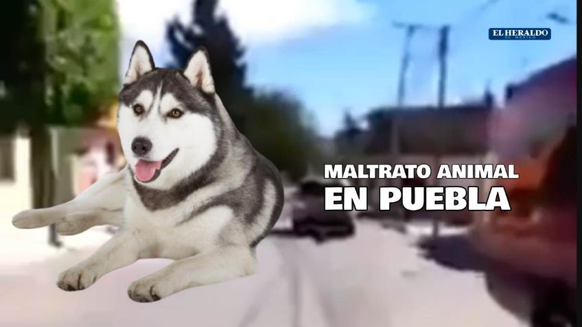 ¿Nueva #lady? Mujer indigna a las redes por arrastrar a su perro desde una camioneta