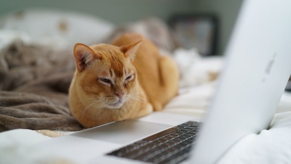 La atracción del gato hacia la computadora es completamente normal. Foto: Especial