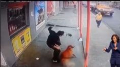 VIDEO VIRAL TIKTOK: ¡Como volador de Papantla! Salva a su pequeño perro de ser mordido por uno más grande