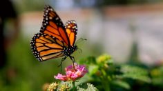 Mariposa monarca a un paso de la EXTINCIÓN en EU