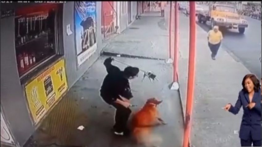 VIDEO VIRAL TIKTOK: ¡Como volador de Papantla! Salva a su pequeño perro de ser mordido por uno más grande