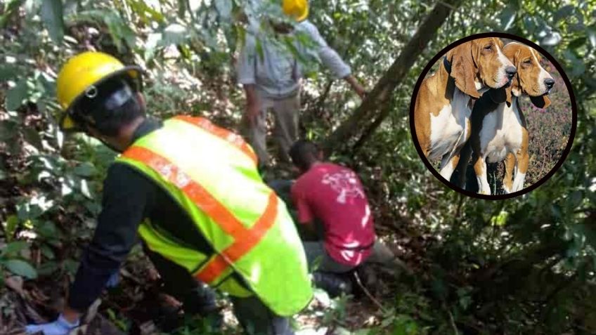 ¿Quién dice que no son el mejor amigo del hombre? Perritos rescatan a su dueño tras caer a barranca