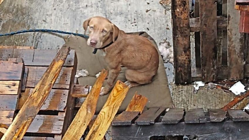 ¡Indignante! Dueños de "firulais" dejan a perro amarrado y bajo la lluvia en Tamaulipas