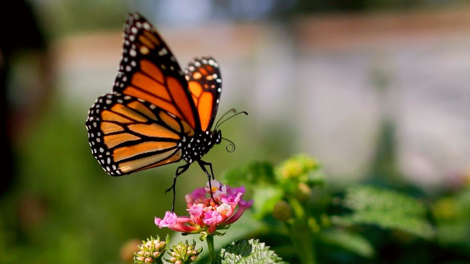 La mariposa monarca se ve amenazada año con año, pues sus especímenes van a la baja.