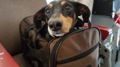 ¿Qué razas de perro pueden viajar en la cabina de un avión?