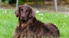 ¿Cuáles son los tipos de pelo en los PERROS y cómo se cuidan? Checa estos TIPS: VIDEO