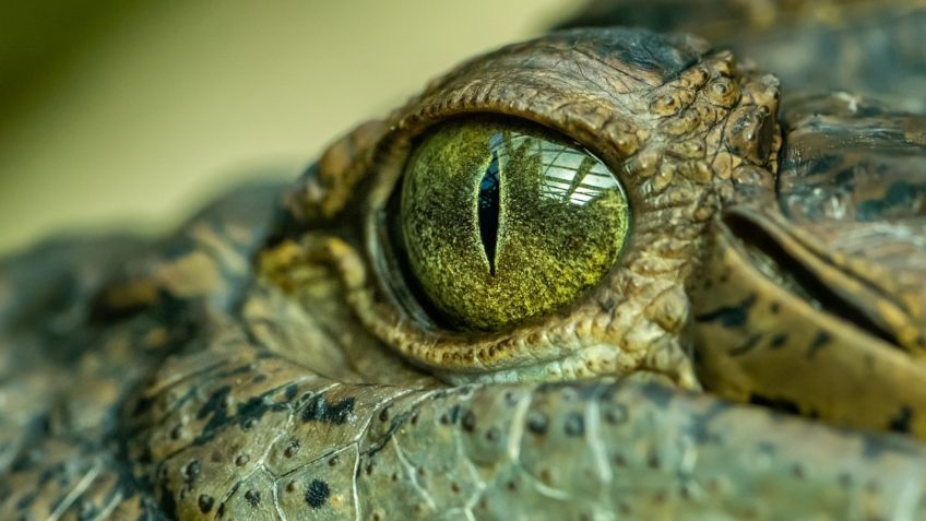 ¡Cocodrilo en Tepito! Rescataron al reptil que que deambulaba en las calles: VIDEO