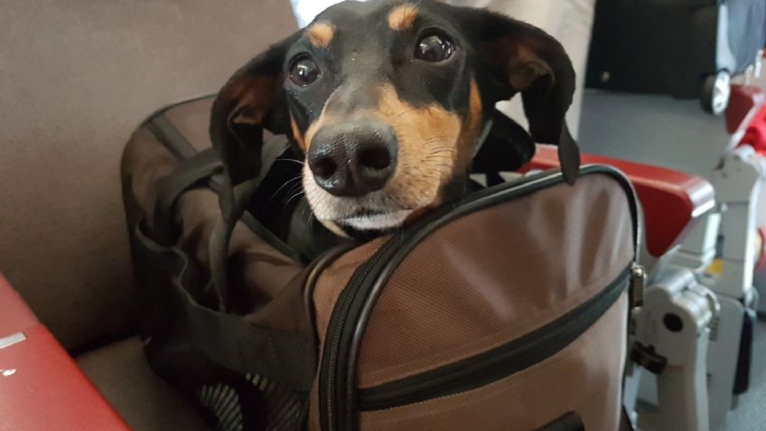 ¿Qué razas de perro pueden viajar en la cabina de un avión?