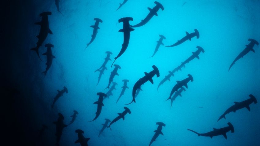 VIDEO VIRAL: ¡Que miedo! Mujer queda atrapada en medio de 200 tiburones mientras buceaba