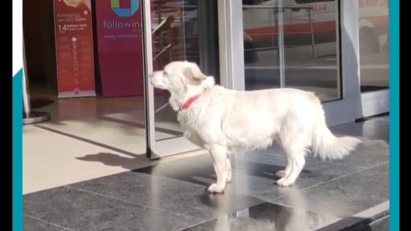 ¡Como Hachiko! Perrita espera a su dueño en la entrada de un hospital: VIDEO VIRAL