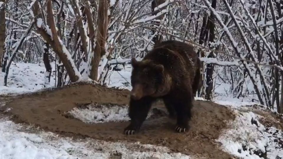 En el video se ve a la osa dar vueltas en círculos en un reducido espacio como si estuviera “atrapada” en una jaula imaginaria. FOTO: ESPECIAL