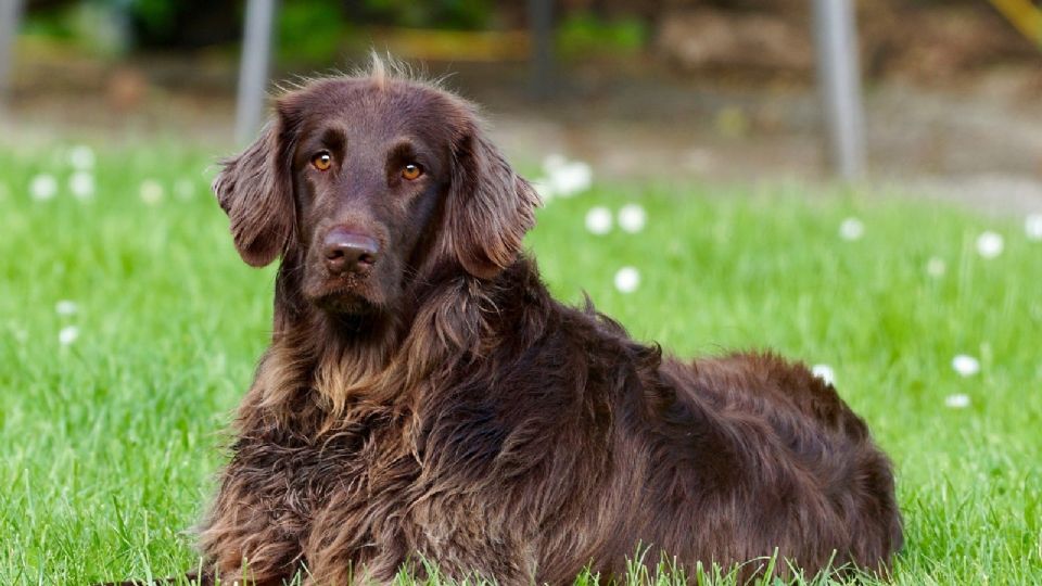 ¡No maltrates el pelo de tu perro! Aprende a cuidarlo con estos consejos. Foto: Especial