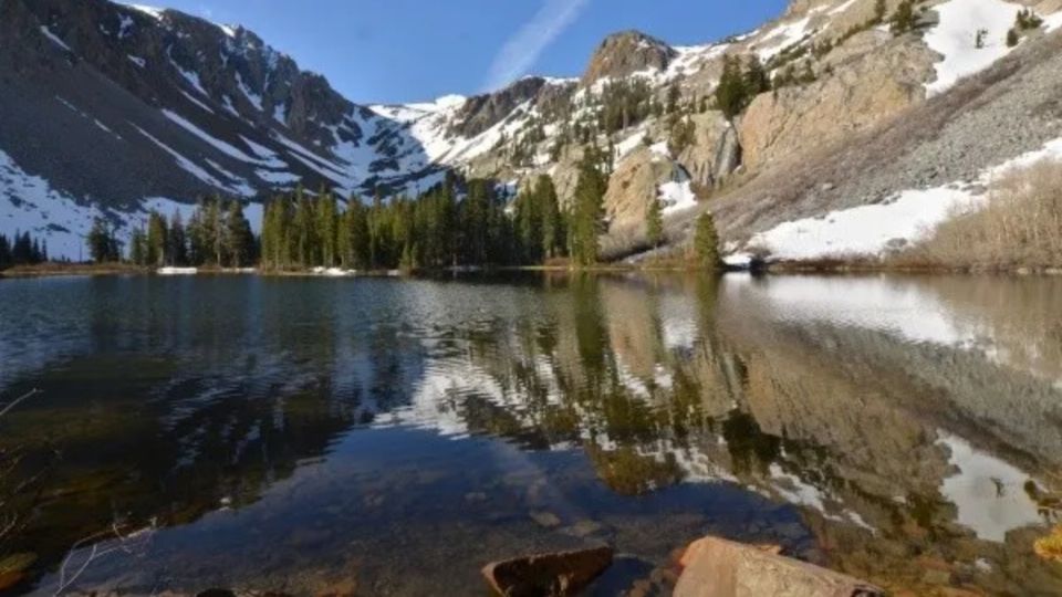 Matusalén es el árbol más viejo del mundo. Foto: Especial