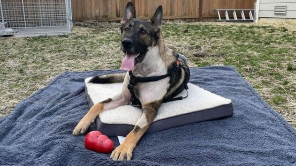 El perrito se encuentra en recuperación. Foto: Instagram