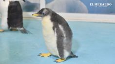 Conoce a Alex, el primer PINGÜINO gentoo nacido en México y ¡es chilango!