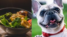 ¡Adiós croquetas! ¿Cuáles son los beneficios de la comida casera para perros?