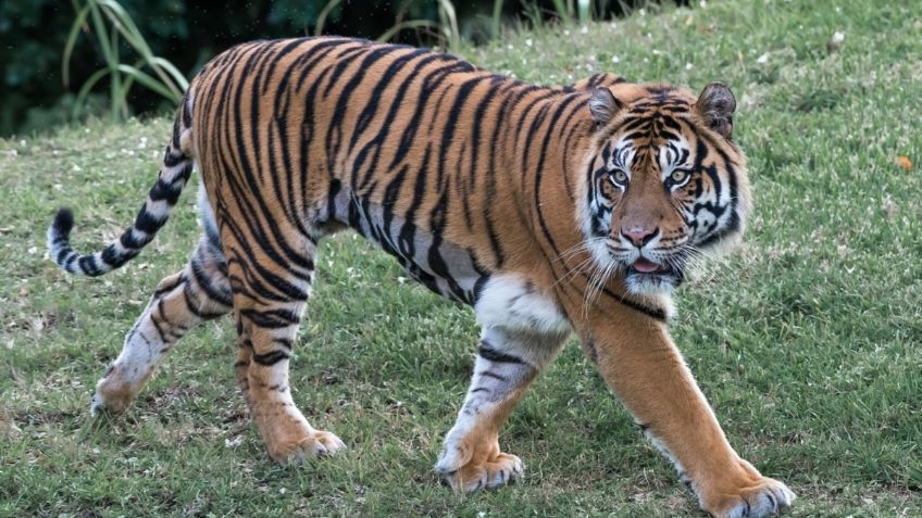 Cachorro de tigre de bengala es paseado como un perro; ya lo buscan para rescatarlo