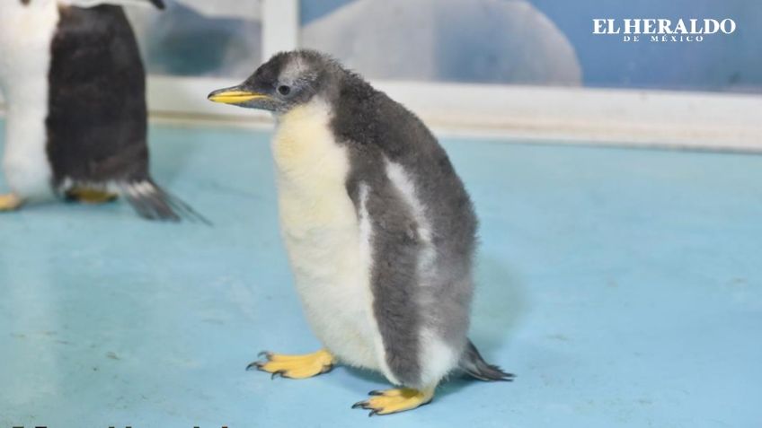 Conoce a Alex, el primer PINGÜINO gentoo nacido en México y ¡es chilango!