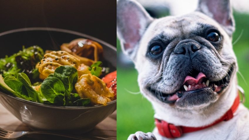 ¡Adiós croquetas! ¿Cuáles son los beneficios de la comida casera para perros?