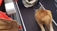 Graban a canguro bebé saltando en la cabina de un avión: VIDEO