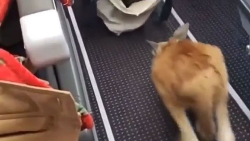 Graban a canguro bebé saltando en la cabina de un avión: VIDEO