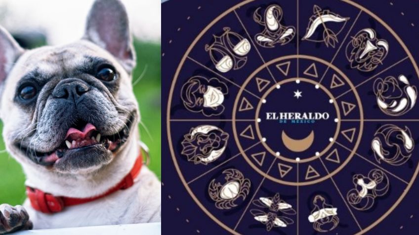 ¡Toma nota! Estas son las razas de perros según los signos del Zodiaco