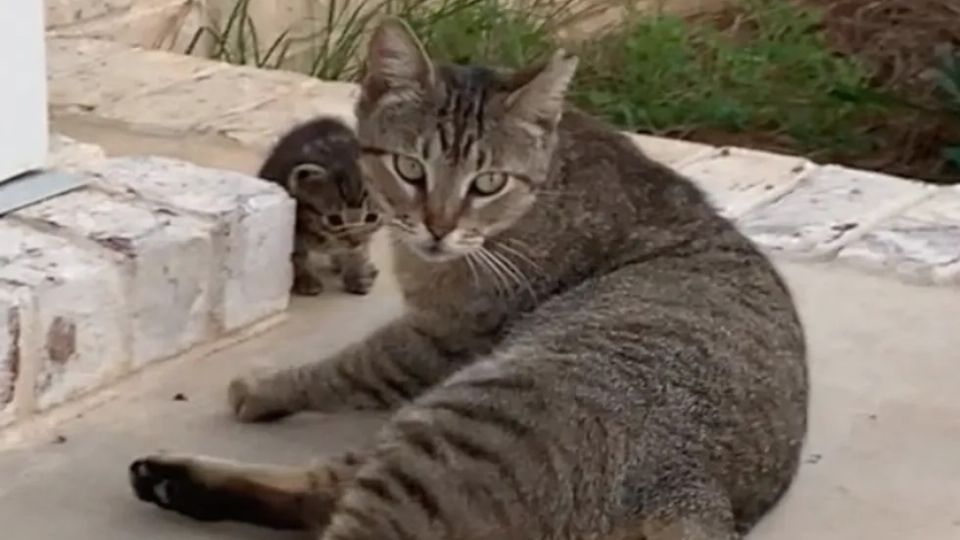 La tierna gatita venía con 'paquete' incluido. Foto: Especial