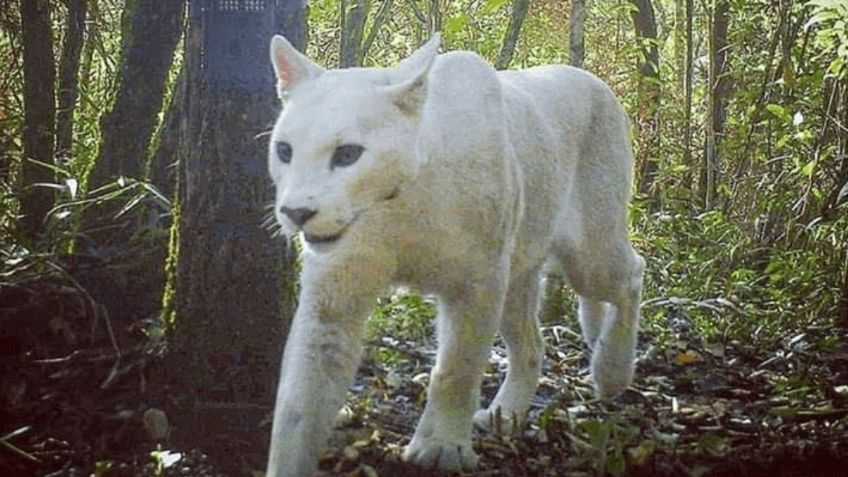 ¡Nunca antes visto! Captan a impresionante y “extremadamente raro” puma blanco en Brasil