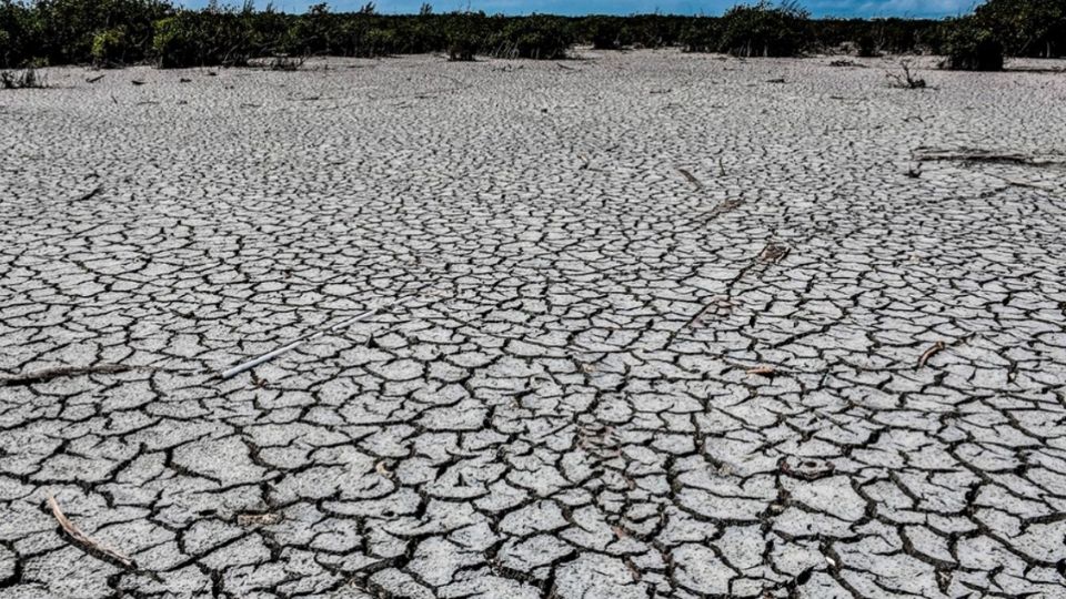 Podría ser una gran solución para la sequía. Foto: Cuartoscuro