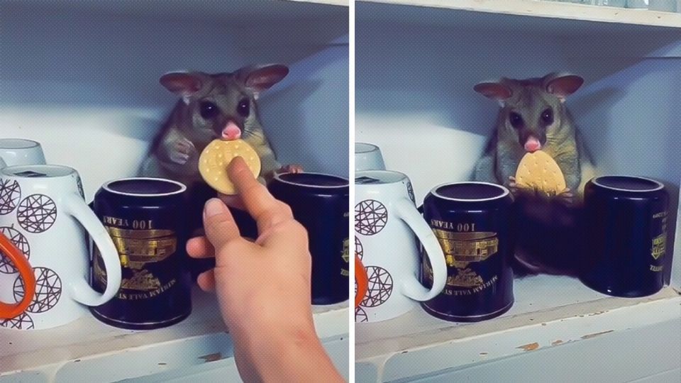 Lejos de espantarse o buscar deshacerse del animal de manera violenta, la mujer simplemente abrió la puerta del mueble y lo vio dentro, premiándolo con una galleta por no romper nada. FOTO ESPECIAL