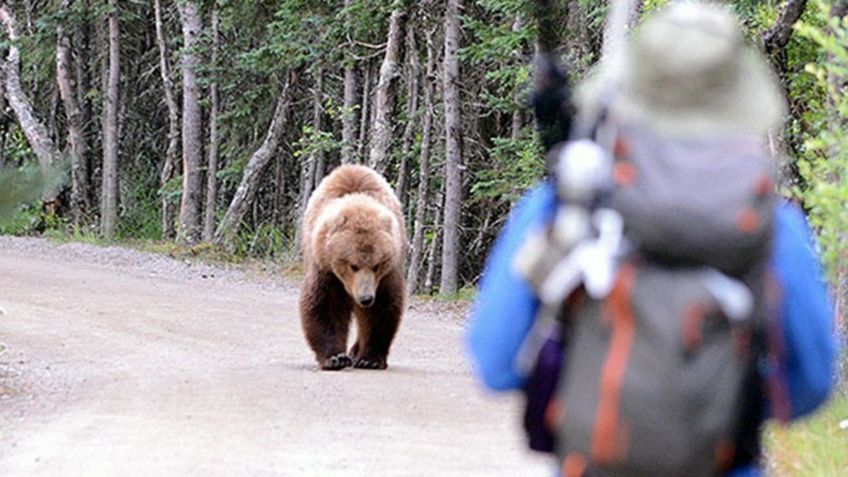 VIDEO VIRAL: ¡Por poco! Enorme oso salvaje persigue a esquiador y casi lo devora