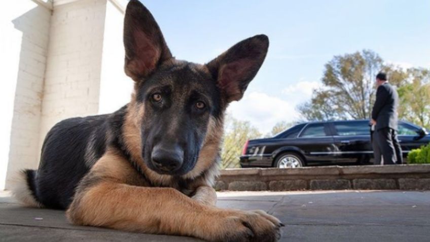 ¡Ya llegaron! Champ y Major, los perritos de Joe Biden, se mudaron a la Casa Blanca