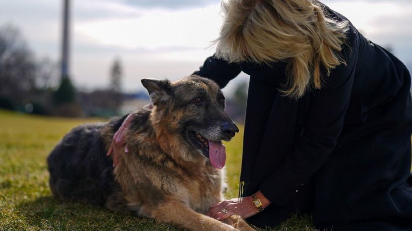 Ellos son Champ y Major, los perros que seguirán con la tradición en la Casa Blanca: FOTOS