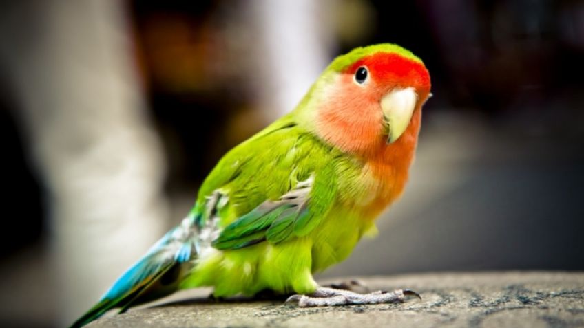 "Escuadrón liberación", loros ayudan a escapar de sus jaulas a otras aves: FOTO