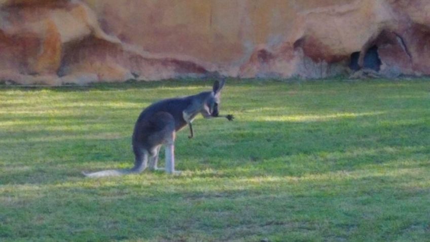 Nuevo León: Jauría mata a 2 canguros en Parque La Pastora