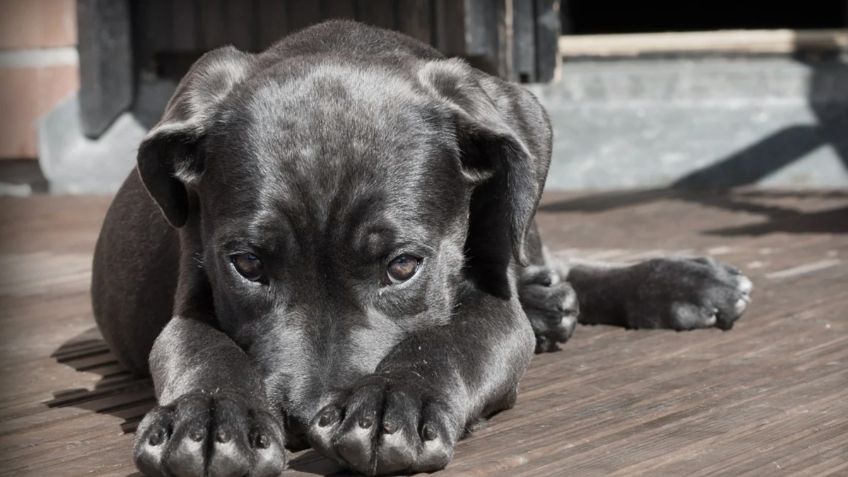 Supuestos veterinarios jalonean y provocan MUERTE de perrito; internautas piden justicia: VIDEO