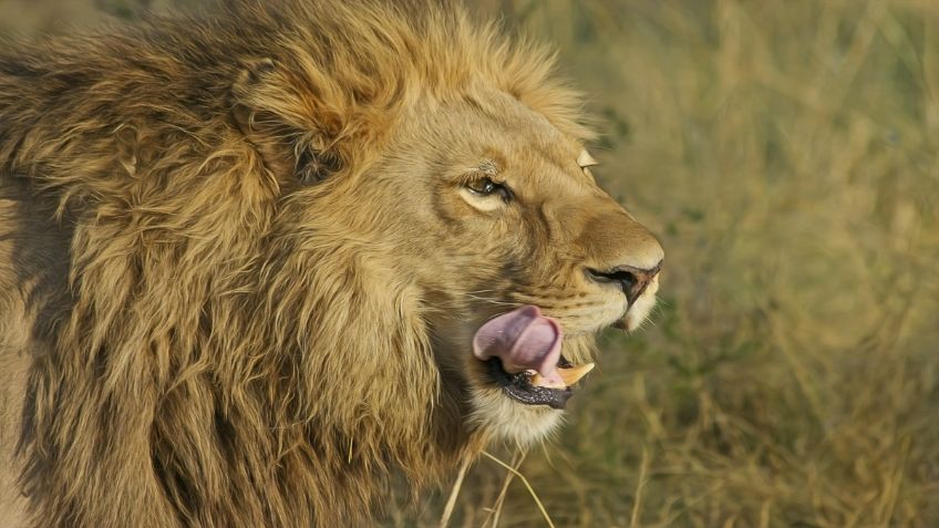 León devora a sujeto que trató de robarle un cachorro