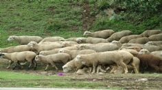 Nuevo León: ¡Otra vez! Jauría ataca a ovejas cerca de Parque La Pastora