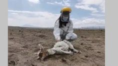 ¿Regresa el Chupacabras? Reportan la misteriosa muerte de 50 animales