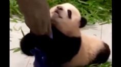 ¡Lo más tierno que verás! Bebé PANDA se aferra a su cuidador en zoológico: VIDEO VIRAL