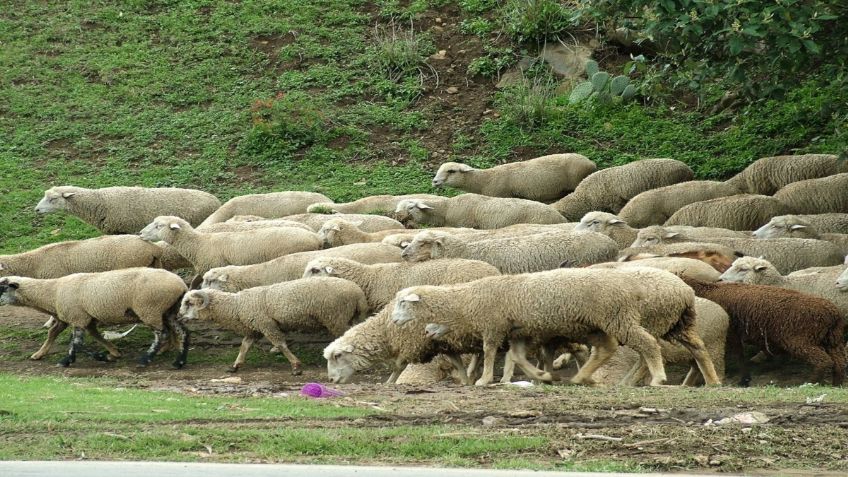 Nuevo León: ¡Otra vez! Jauría ataca a ovejas cerca de Parque La Pastora