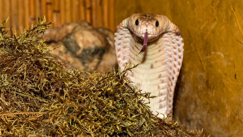 Veneno de las cobras evolucionó para causar más daño, revela estudio