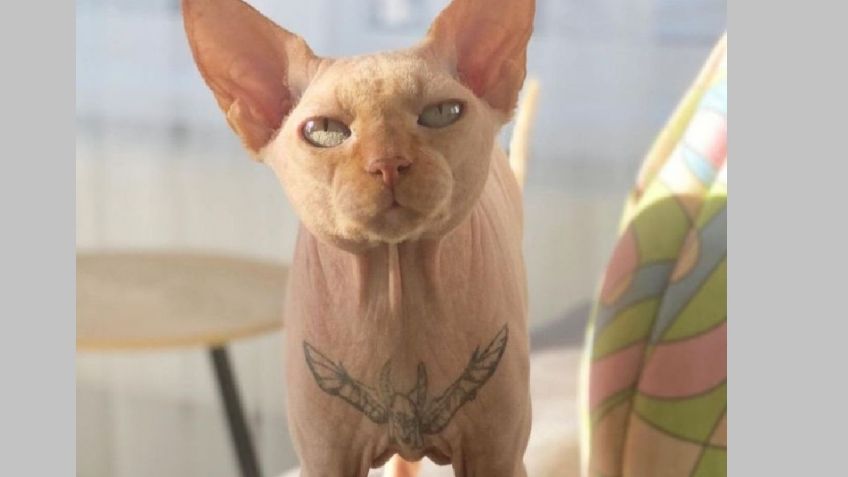 Maltrato animal, buscan castigo para mujer que tatuó a su gato