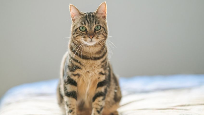 Adorable gatito, 'poseído por el ritmo ragatanga', causa FUROR al bailar 'Aserejé: VIDEO VIRAL