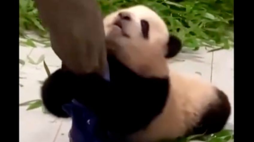 ¡Lo más tierno que verás! Bebé PANDA se aferra a su cuidador en zoológico: VIDEO VIRAL