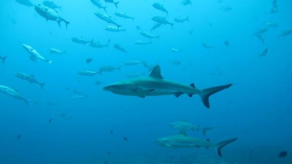 Los tiburones estuvieron a punto de desaparecer. Foto: Reuters