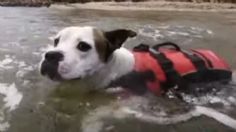 ¡Todo un héroe! Conoce a Max, el perro que rescató a un niño que estaba ahogándose