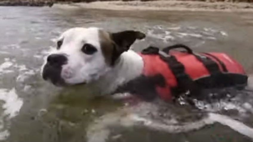 ¡Todo un héroe! Conoce a Max, el perro que rescató a un niño que estaba ahogándose