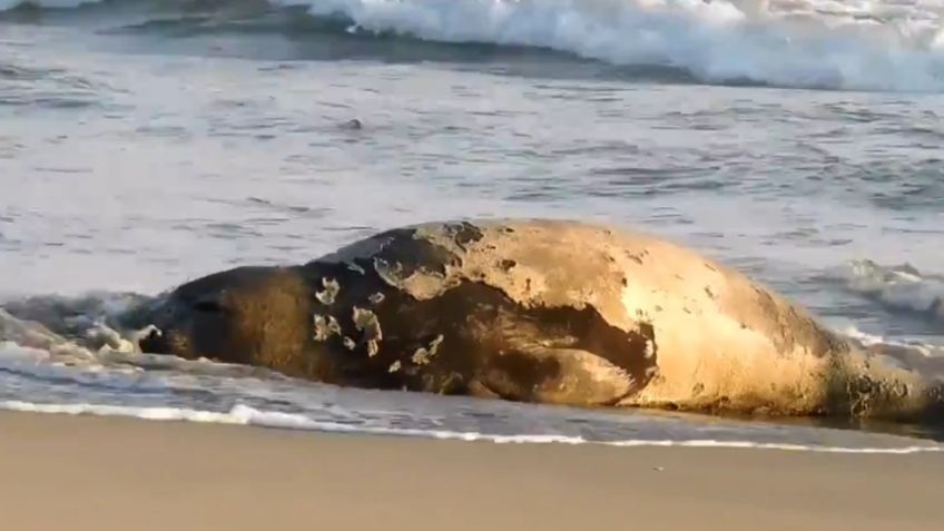 Captan a enorme elefante marino descansando en las playas de Chiapas: VIDEO